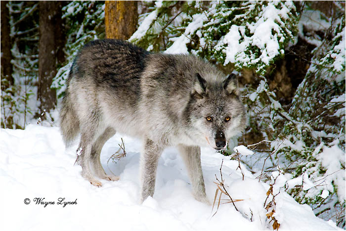 Wolf by Dr. Wayne Lynch &copy;